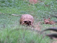 Leopard Tortoise (Stigmochelys pardalis)