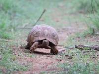Leopard Tortoise (Stigmochelys pardalis)