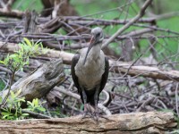 Hadada Ibis (Bostrychia hagedash)