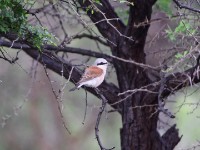 Red-backed Shrike (Lanius collurio)