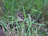 Bearded Scrub Robin (Cercotrichas quadrivirgata)
