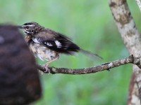 Bearded Scrub Robin (Cercotrichas quadrivirgata)