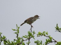 Rattling Cisticola (Cisticola chiniana)