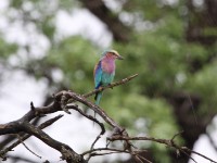 Lilac-breasted Roller (Coracias caudatus) in the rain
