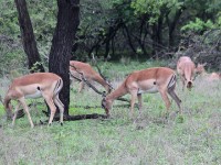 Impala (Aepyceros melampus)