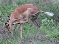 Impala (Aepyceros melampus)