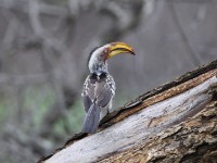Southern Yellow-billed Hornbill (Tockus leucomelas)