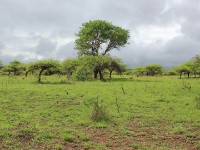 Mkuze Game Reserve