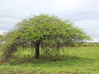 Mkuze Game Reserve