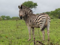Burchell's Zebra (Equus quagga burchellii)