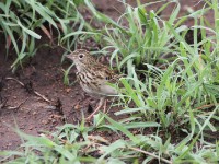 Bushveld Pipit (Anthus caffer)