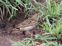 Bushveld Pipit (Anthus caffer)