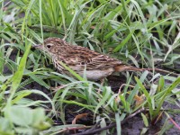 Bushveld Pipit (Anthus caffer)