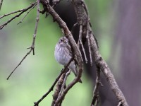Spotted Flycatcher (Muscicapa striata)