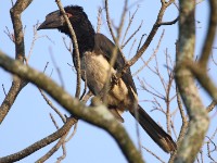 Trumpeter Hornbill (Bycanistes bucinator)
