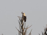 Palm-nut Vulture (Gypohierax angolensis)
