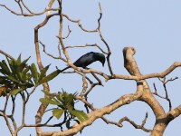 Black-bellied Starling (Notopholia corrusca)