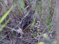 Yellow-throated Longclaw (Macronyx croceus)