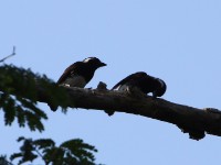 White-eared Barbet (Stactolaema leucotis)