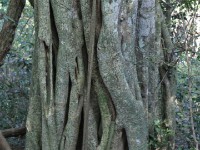 Ongoye Forest