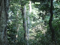 Ongoye Forest