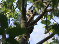 Green Barbet (Stactolaema olivacea)