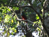 Narina Trogon (Apaloderma narina)