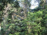 Ongoye Forest