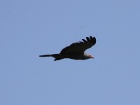African Harrier-Hawk (Polyboroides typus)
