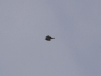 Black-chested Snake Eagle (Circaetus pectoralis)
