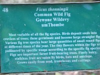 Dlinza Forest