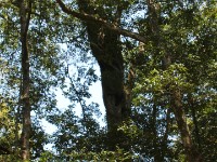 Dlinza Forest