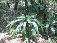 Dlinza Forest