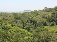 Dlinza Forest
