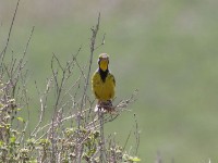 Yellow-throated Longclaw (Macronyx croceus)