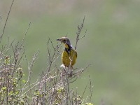 Yellow-throated Longclaw (Macronyx croceus)