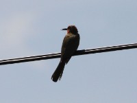 White-fronted Bee-eater (Merops bullockoides)