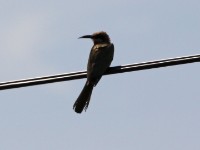 White-fronted Bee-eater (Merops bullockoides)