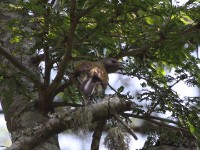 Lesser Honeyguide (Indicator minor)