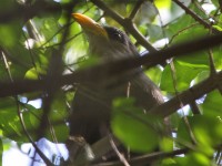 Green Malkoha (Ceuthmochares australis)