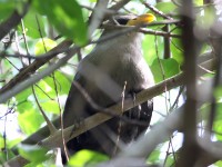 Green Malkoha (Ceuthmochares australis)
