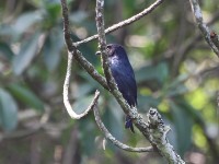 Square-tailed Drongo (Dicrurus ludwigii)