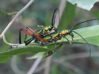 Amatikulu Nature Reserve