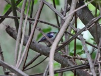 Black-throated Wattle-eye (Platysteira peltata)
