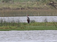 Goliath Heron (Ardea goliath)