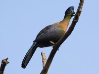 Purple-crested Turaco (Tauraco porphyreolophus)