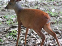Red Forest Duiker (Cephalophus natalensis)