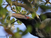 Trumpeter Hornbill (Bycanistes bucinator)