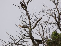 White-eared Barbet (Stactolaema leucotis)