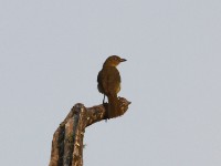 Sombre Greenbul (Andropadus importunus)